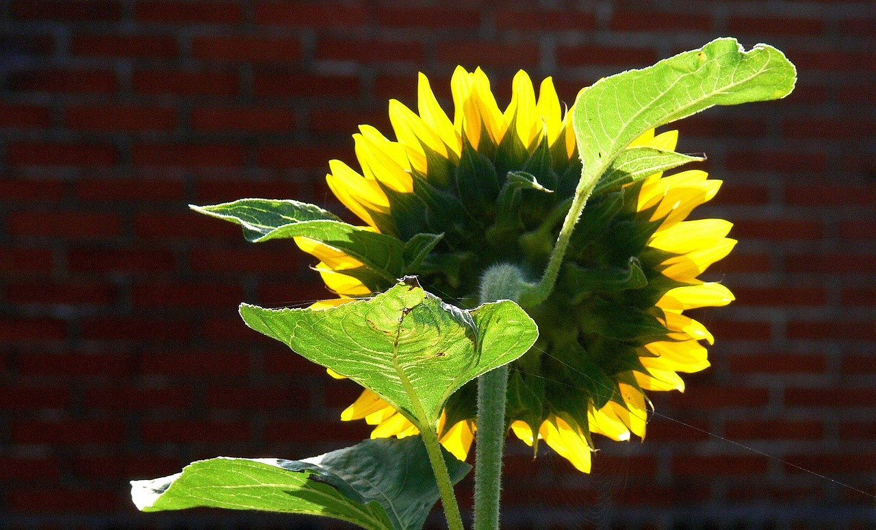 sunflower 1578535 1280