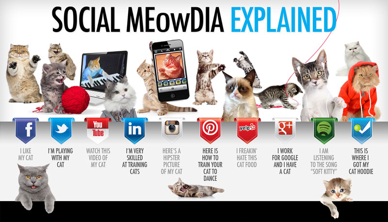 cat social media